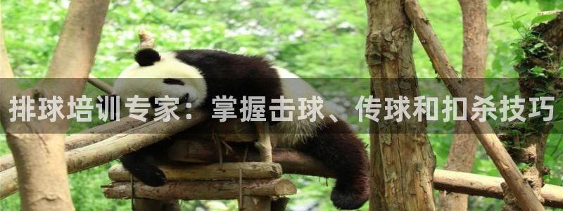 极悦娱乐方7O777：排球培训专家：掌握击球、传球和