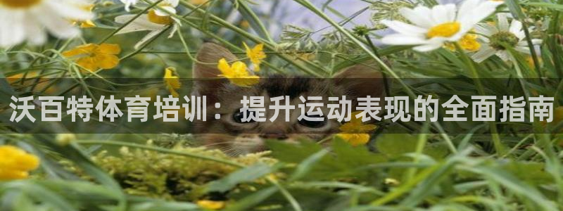 极悦平台是什么平台的：沃百特体育培训：提升运动表现的